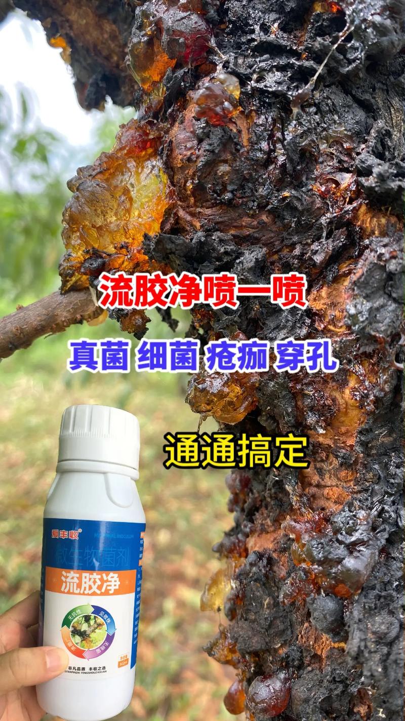 果树流胶病的科学防治 揭秘“一喷就灵”的背后真相