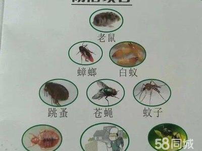 宝应虫害防治 专业灭鼠、灭蟑螂及除四害服务助力健康生活