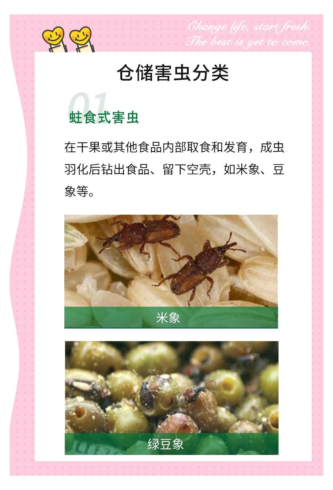 仓储虫害防治 从环境到管理的全方位指南