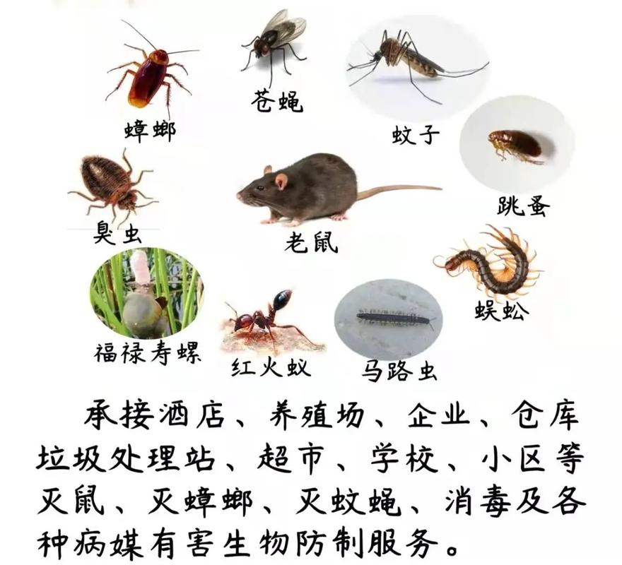 守护家人健康 为什么会选择成都东部新区这家专业虫害防治公司？